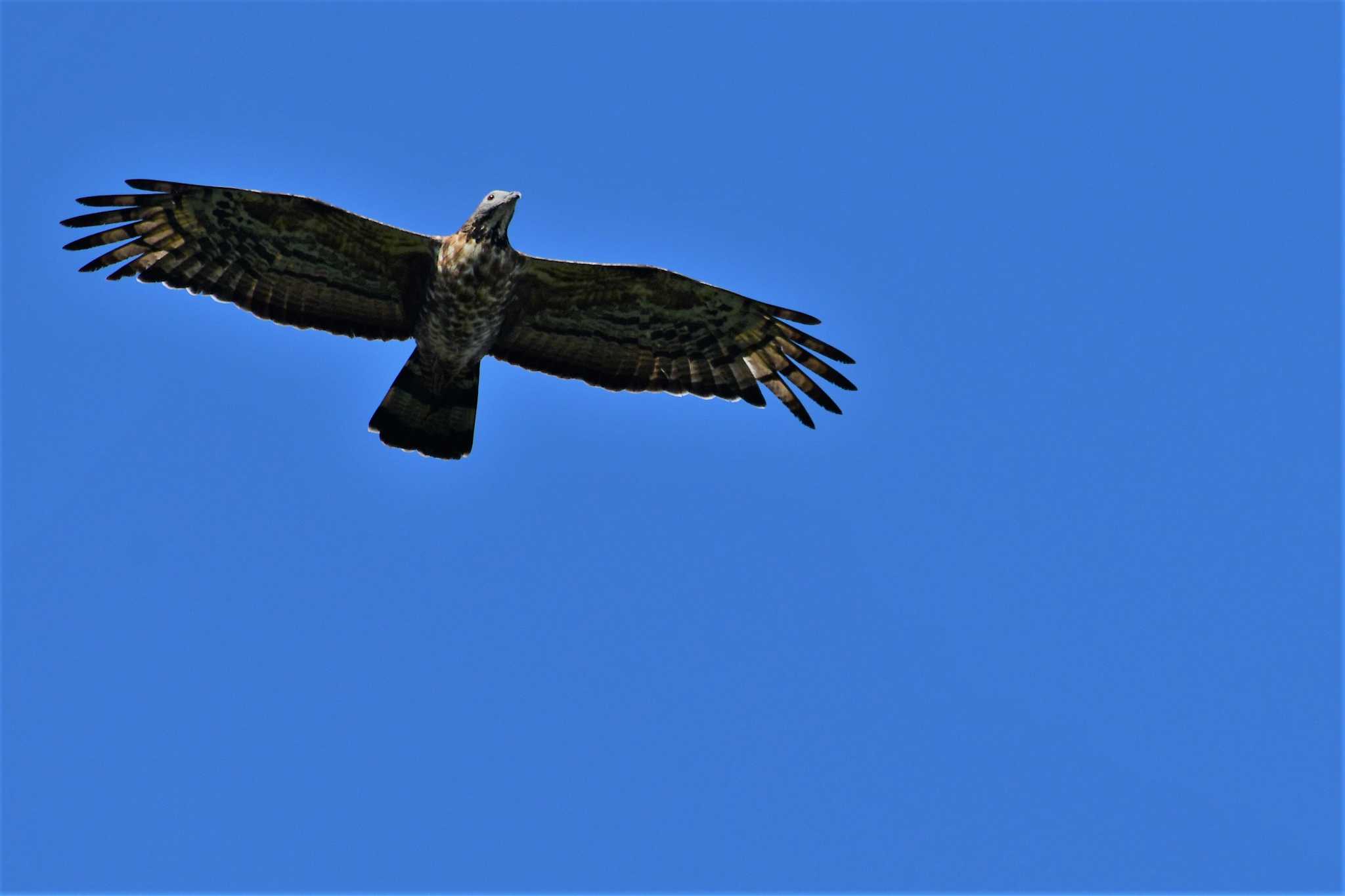 Photo of Crested Honey Buzzard at Shirakaba-touge by Semal