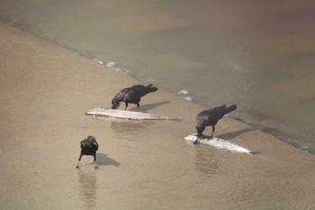 2020年9月21日(月) 十勝エコロジーパーク ととろーどの野鳥観察記録