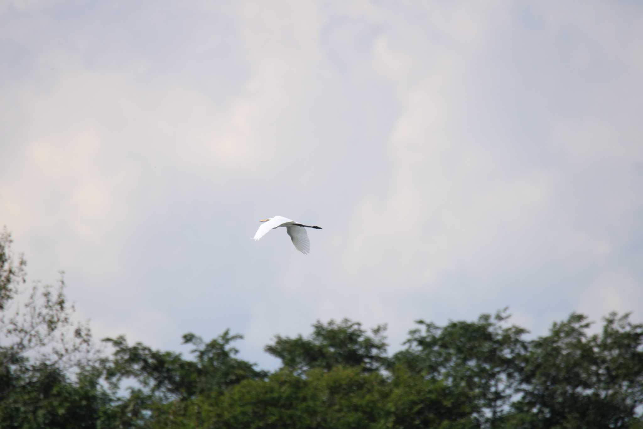 Great Egret