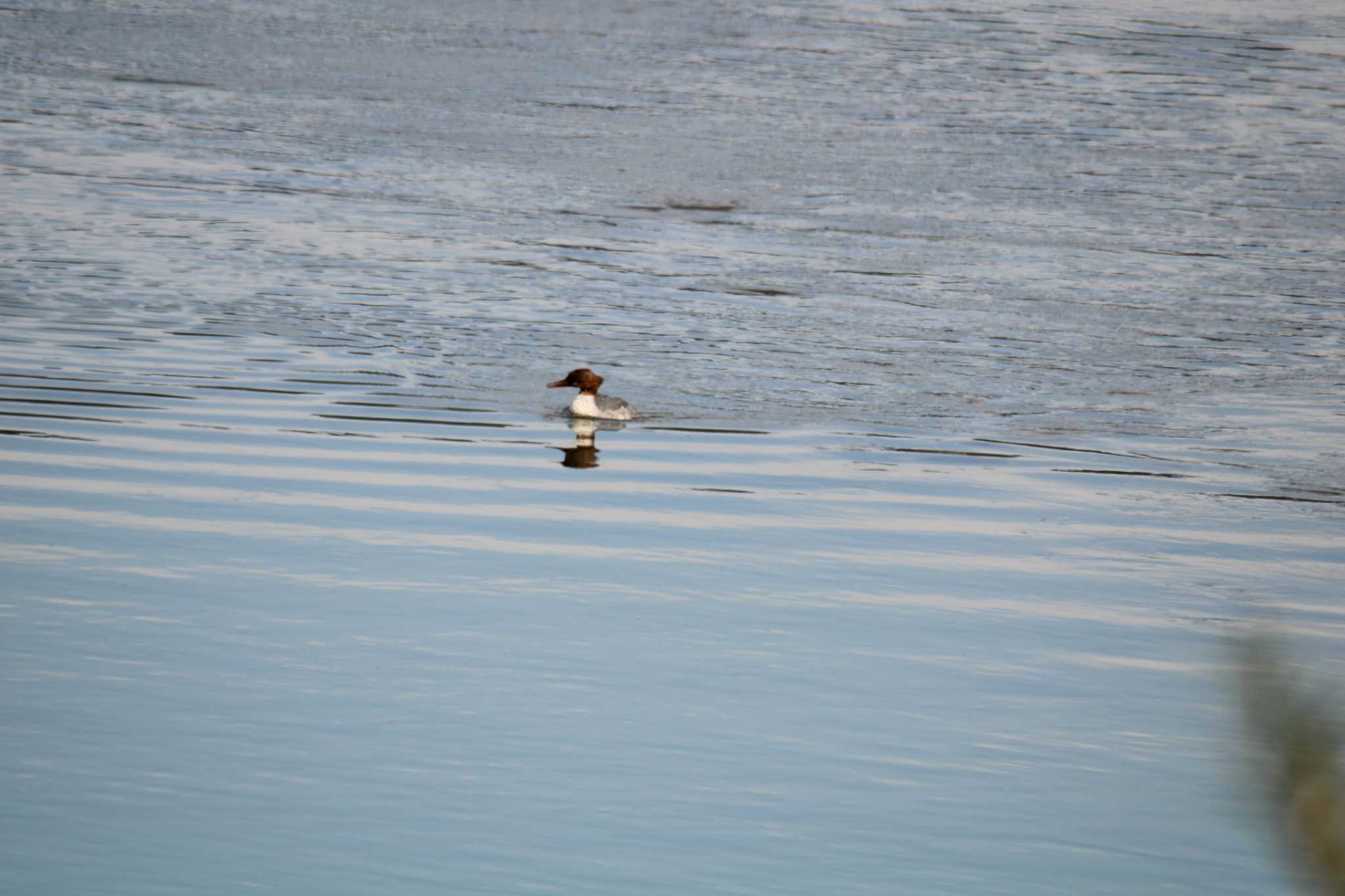 Common Merganser