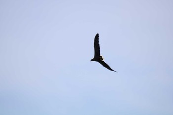 White-tailed Eagle 十勝エコロジーパーク ととろーど Mon, 9/21/2020