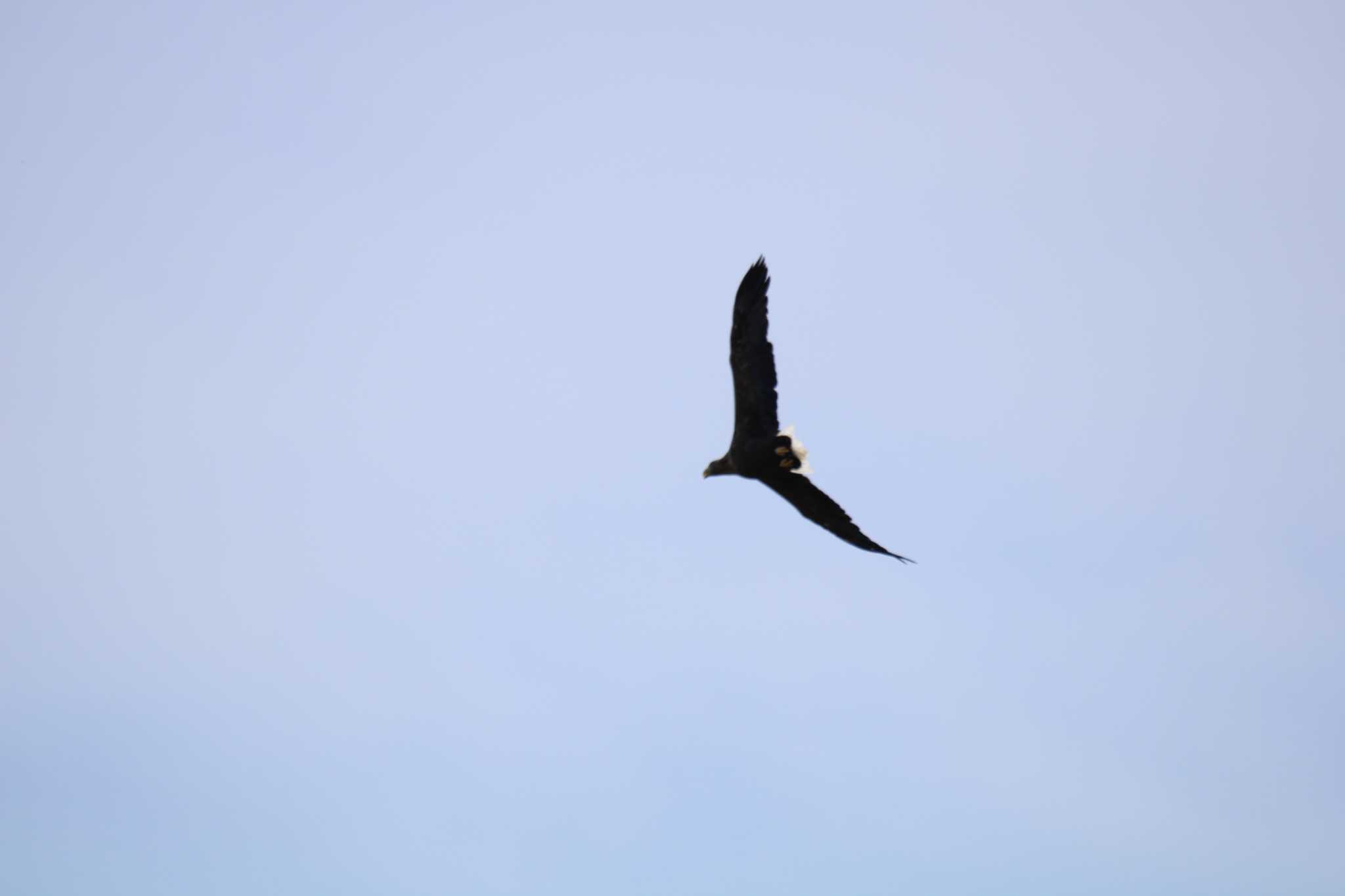 Photo of White-tailed Eagle at 十勝エコロジーパーク ととろーど by ノビタキ王国の住民 