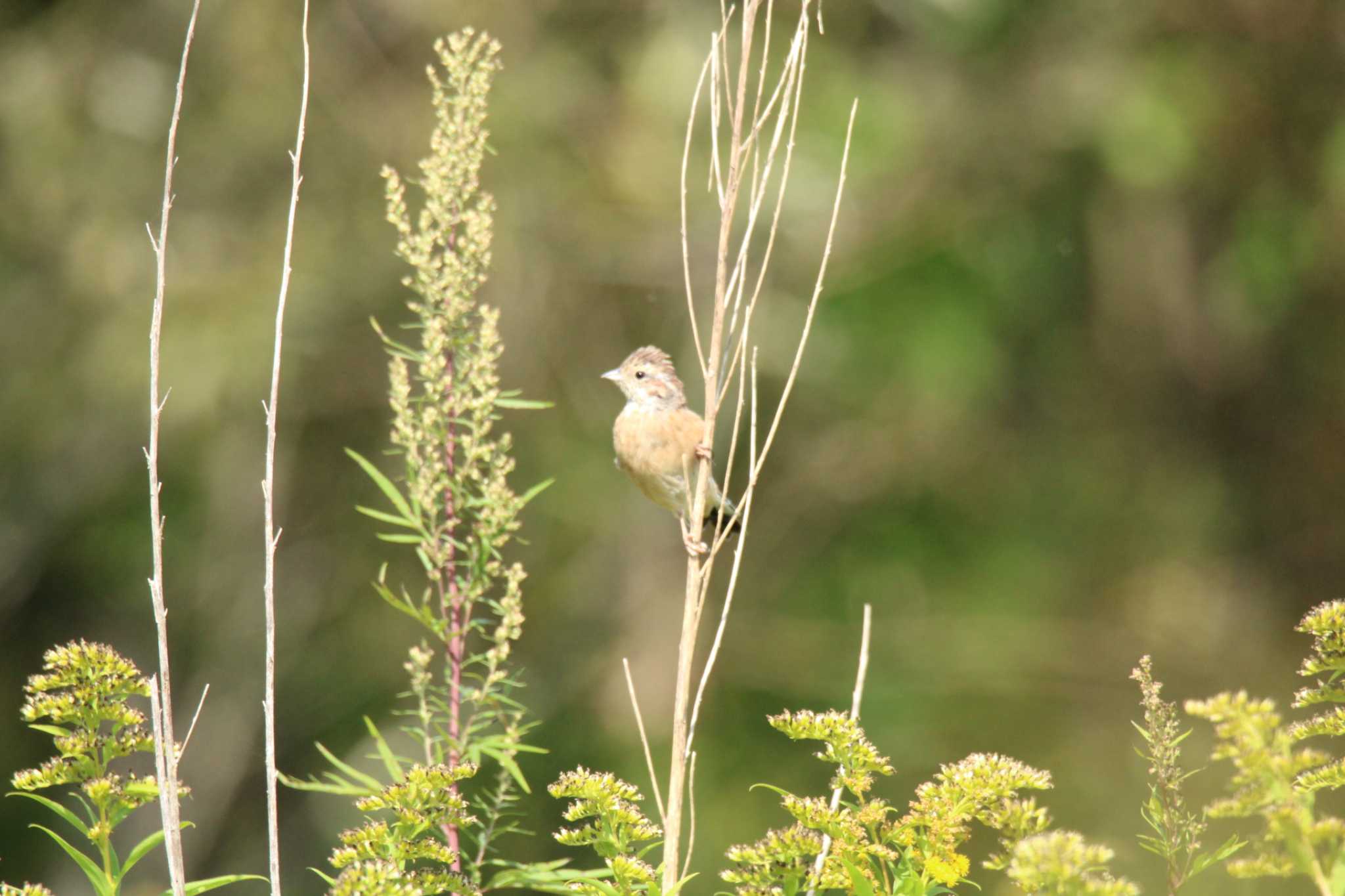 Meadow Bunting