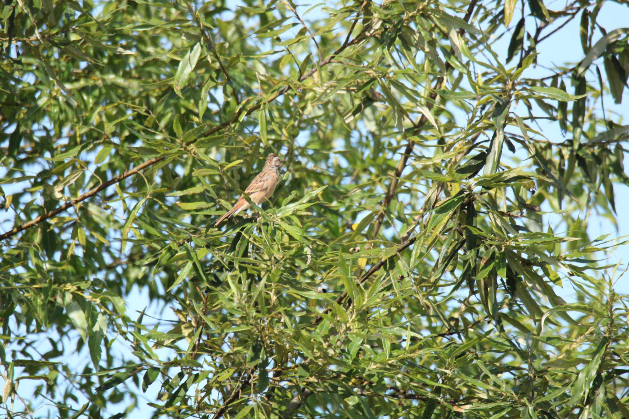 Meadow Bunting