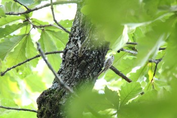 Eurasian Treecreeper 音更神社 Mon, 9/21/2020