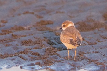 Siberian Sand Plover Sambanze Tideland Tue, 9/22/2020