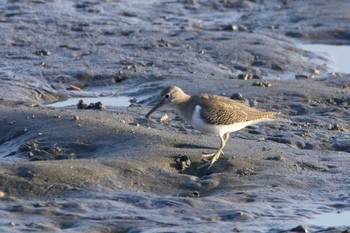 Common Sandpiper Yatsu-higata Tue, 9/22/2020