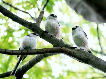 エナガ 多摩川台公園 2020年9月17日(木)