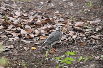 2020年9月22日(火) 井の頭公園の野鳥観察記録