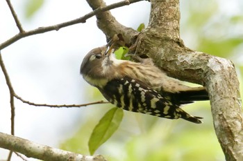 Japanese Pygmy Woodpecker Mie-ken Ueno Forest Park Tue, 9/22/2020