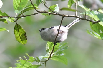 Long-tailed Tit Mie-ken Ueno Forest Park Tue, 9/22/2020