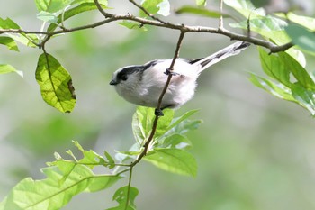 Long-tailed Tit Mie-ken Ueno Forest Park Tue, 9/22/2020