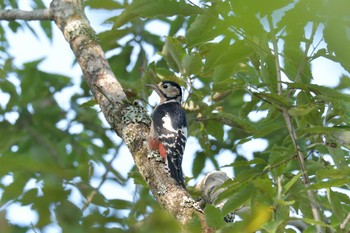 Great Spotted Woodpecker Mie-ken Ueno Forest Park Tue, 9/22/2020