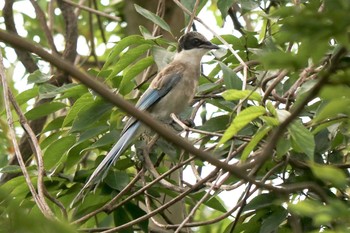 Mon, 9/21/2020 Birding report at 泉の森公園