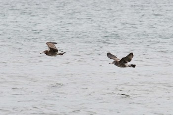 Black-tailed Gull 明石市 Tue, 9/22/2020