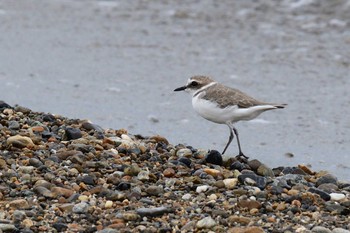 Kentish Plover 明石市 Tue, 9/22/2020