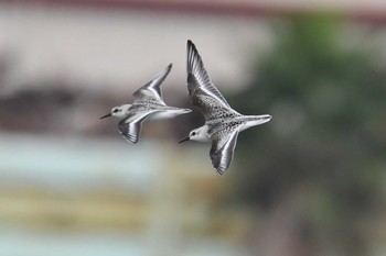 2020年9月22日(火) ふなばし三番瀬海浜公園の野鳥観察記録