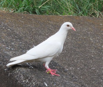 Rock Dove 多摩川二ヶ領上河原堰 Tue, 9/22/2020