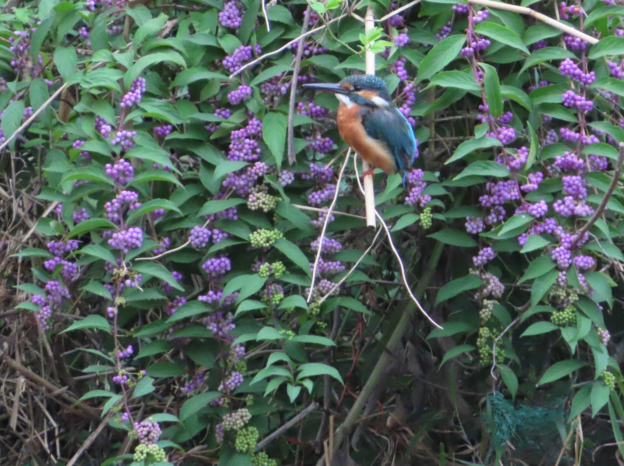 Common Kingfisher