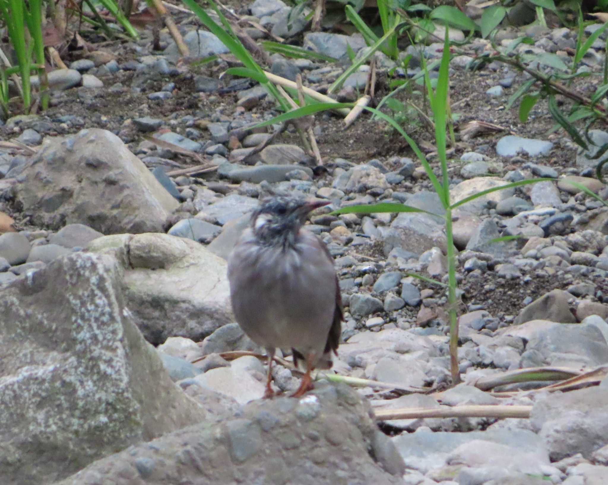 White-cheeked Starling