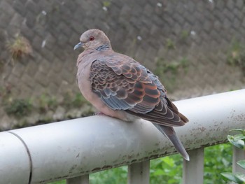 Oriental Turtle Dove 境川(境橋付近) Tue, 9/22/2020