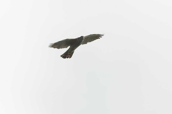 Eurasian Goshawk 愛知県 Sun, 9/20/2020