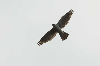 Eurasian Goshawk 愛知県 Sun, 9/20/2020