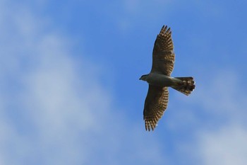 Eurasian Goshawk 愛知県 Sun, 9/20/2020