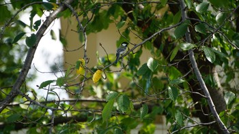 2020年9月22日(火) 芝川第一調節池(芝川貯水池)の野鳥観察記録