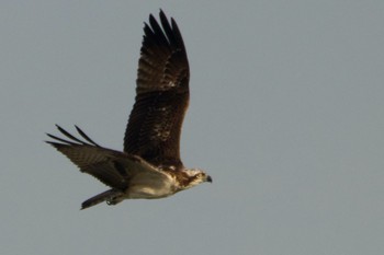 Osprey Yatsu-higata Tue, 9/22/2020