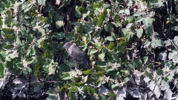 2020年9月22日(火) 芝川第一調節池(芝川貯水池)の野鳥観察記録