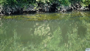 カイツブリ 芝川第一調節池(芝川貯水池) 2020年9月22日(火)