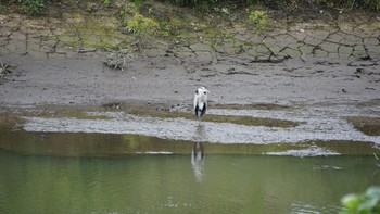 アオサギ 芝川第一調節池(芝川貯水池) 2020年9月22日(火)