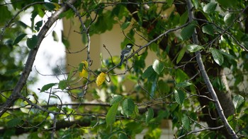 シジュウカラ 芝川第一調節池(芝川貯水池) 2020年9月22日(火)