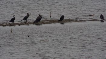 カワウ 芝川第一調節池(芝川貯水池) 2020年9月22日(火)