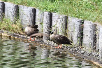 Eastern Spot-billed Duck 田貫湖 Tue, 9/22/2020