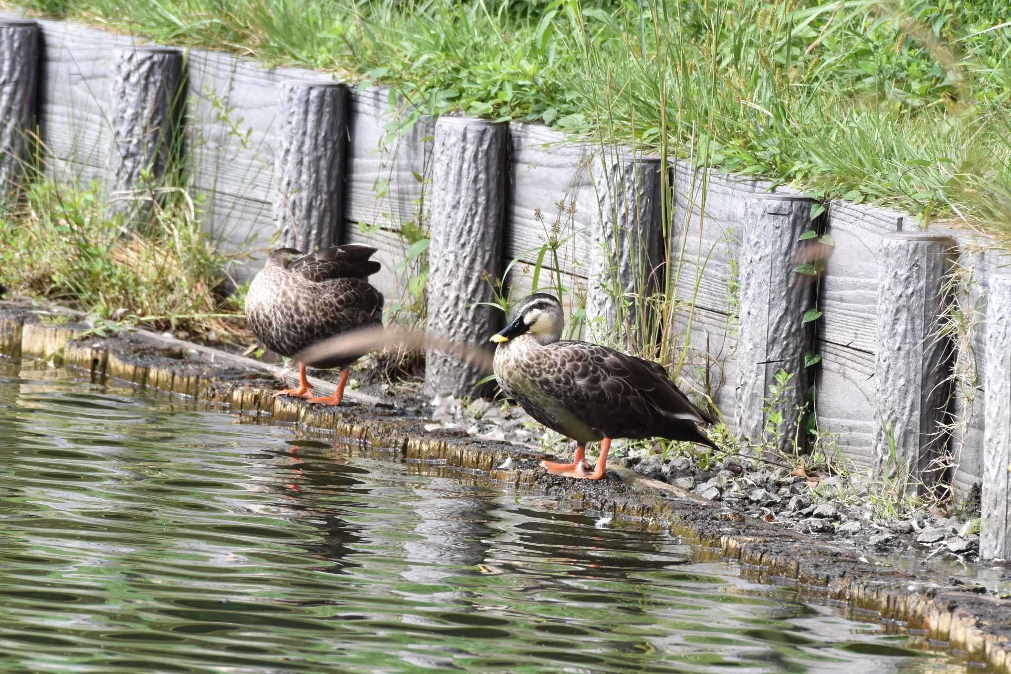 Photo of Eastern Spot-billed Duck at 田貫湖 by 塩コンブ