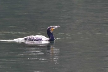 カワウ 田貫湖 2020年9月22日(火)