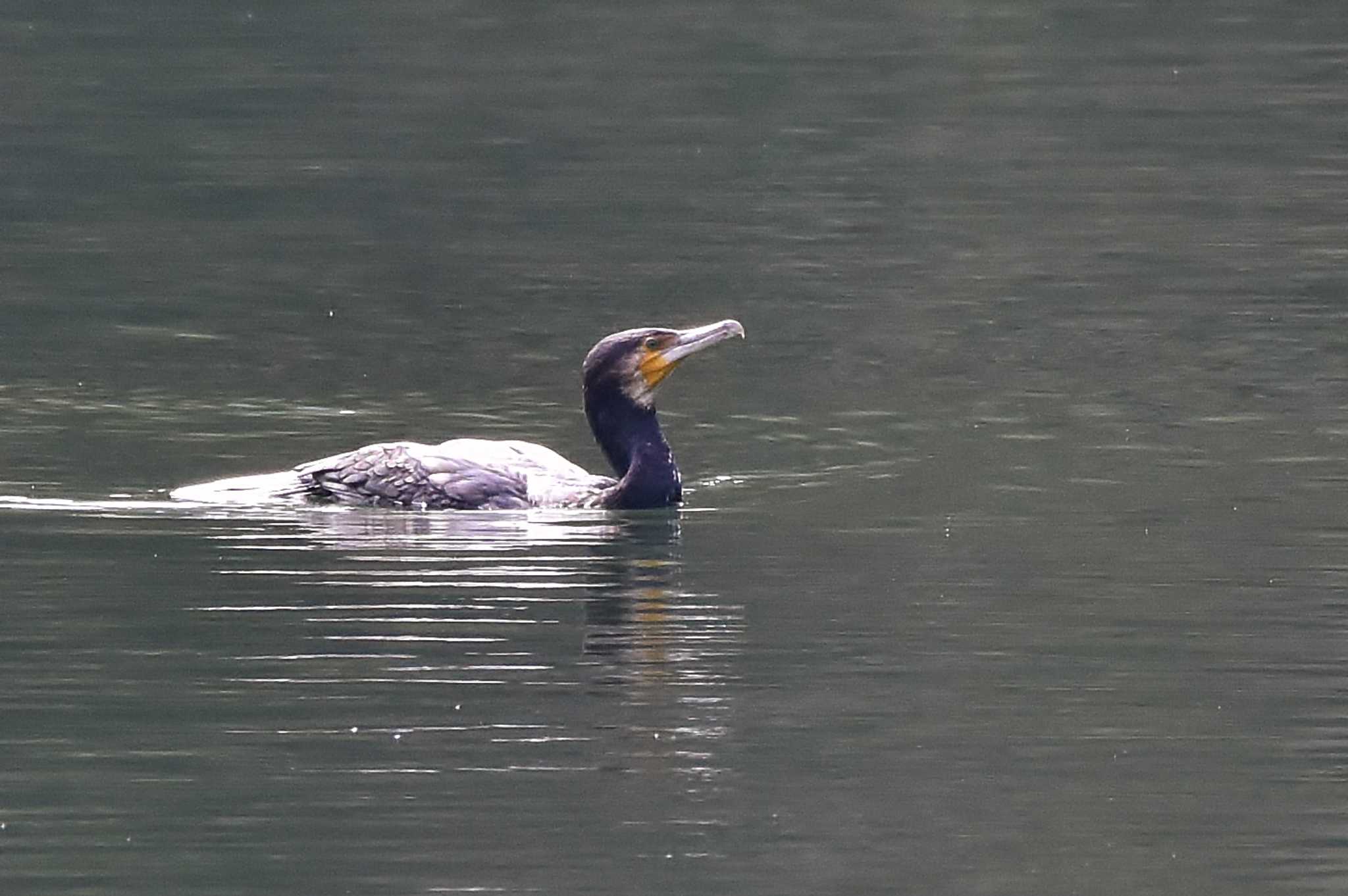 Photo of Great Cormorant at 田貫湖 by 塩コンブ