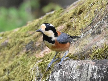 シジュウカラ 西湖野鳥の森公園 2020年9月22日(火)