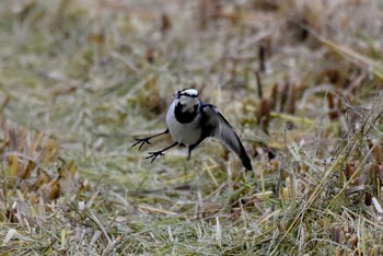 White Wagtail 農道公園（富士吉田市上吉田） Tue, 9/22/2020