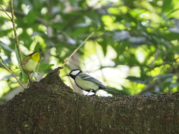 シジュウカラ 座間谷戸山公園 2020年9月22日(火)