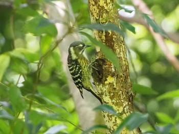 Japanese Pygmy Woodpecker Yatoyama Park Tue, 9/22/2020