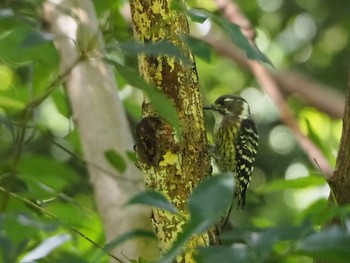 Japanese Pygmy Woodpecker Yatoyama Park Tue, 9/22/2020