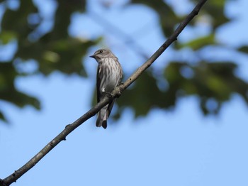 2020年9月22日(火) 金ヶ崎公園(明石市)の野鳥観察記録