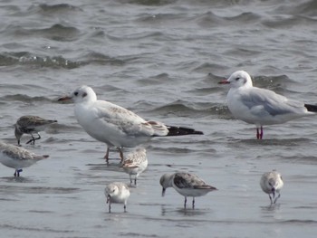 2020年9月21日(月) ふなばし三番瀬海浜公園の野鳥観察記録