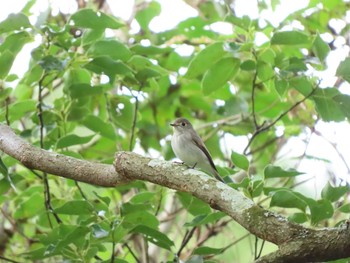 2020年9月19日(土) 鳥野神社の野鳥観察記録