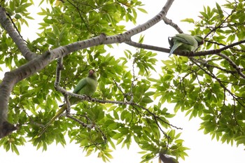 ワカケホンセイインコ 多摩川台公園 2020年9月22日(火)