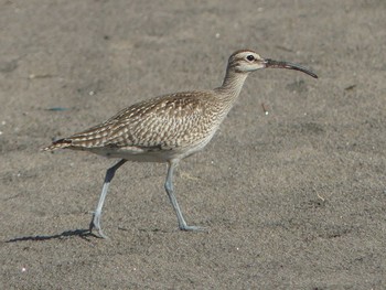 Tue, 9/22/2020 Birding report at 石狩川河口