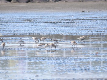 ミユビシギ ふなばし三番瀬海浜公園 2020年9月21日(月)